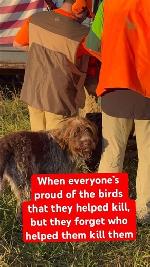 Quail hunting with a senior wirehaired pointing griffon #wirehairedpointinggriffon ￼