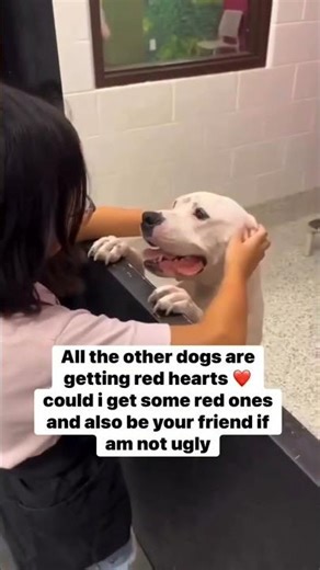 Please Don’t scroll.All other dogs are getting red hearts ❤️could I get some red ones#usa #uk#canada