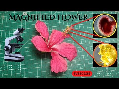 Microscopic View of Hibiscus Flower Parts (Real Microscope Footage)