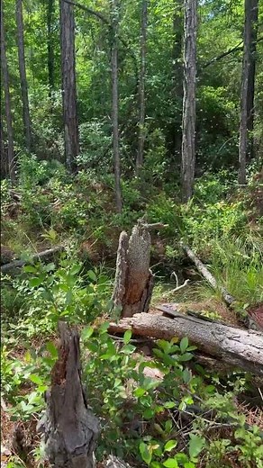 Termite Swarm - taking flight from a stump #pestcontrol #nature #bug