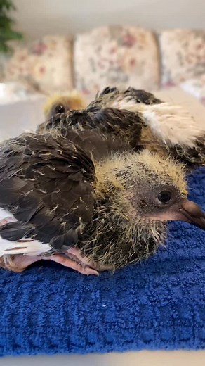 2.4K views · 1.3K reactions | Baby pigeons are sooo cute 殺殺殺 #rescued#birds#love#adorable#staycool#mypet #mybirds | allmyrescuedbirds | Facebook