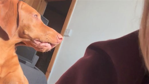Impatient Vizsla makes it clear that running late is not an option for afternoon walk