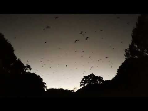 PTEROPUS is a genus of MEGABATS largest bats in the world. They are fruit bats or FLYING FOXES 24