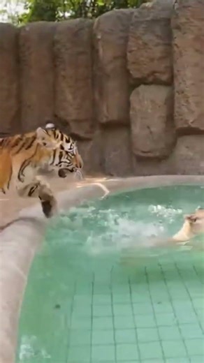 Tiger Cub vs Lion Cub 🐯🦁 | Cute Play Fight in Zoo | #Wildverse#TigerCub#LionCub#CuteAnimals