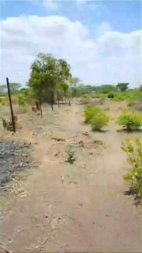 1.88m × 150mm × 13 Horizontal wires × 2.26mm × 2.5mm Vertical Wires Box Wire complete with Treated Wooden Posts. Get in touch with Sandex Landclearing and Fencing Solutions for everything Fencing. Reach us at +260964423275 #farmfencing #perimetrefence #woodenposts | Sandex Land Clearing & Fencing Solutions | Facebook