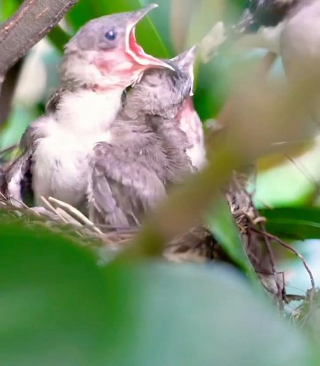 Passarinhos no Ninho a Serem Alimentados 🐦❤️