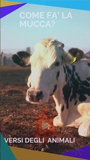 Come fà la Mucca? versi degli animali della fattoria! Il suono della Mucca