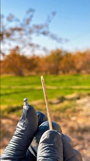 Air Pellet Shooting Skill Test — Matchstick Edition #airrifleshooting #airgun