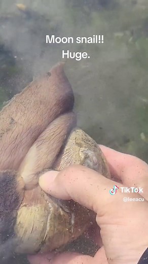 Moon Snails: Edible Delicacies from Snail Island in Canada