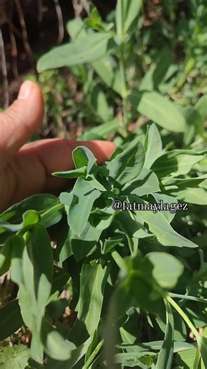 fatmatek on Instagram