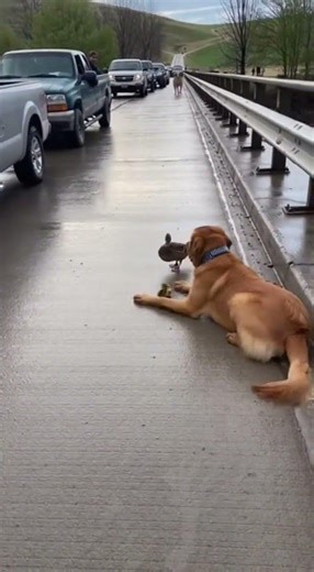 Duck Rescue: Dog's Heroic Act on a Busy Bridge! #DucklingDrama #DogHero #NatureMiracle