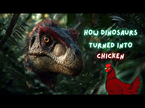 How Dinosaurs turned into chicken