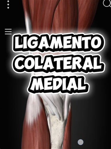 Sabías que el ligamento colateral medial (LCM) es clave para la estabilidad de tu rodilla? El LCM conecta el fémur con la tibia en la parte interna de la rodilla y evita que se desplace hacia adentro. 💪 Es uno de los ligamentos que más se lesionan, especialmente en deportes como fútbol ⚽ o baloncesto 🏀. ⚠️ Un golpe lateral o un mal giro puede dañarlo, causando dolor, inflamación y dificultad para caminar. 👉 Cuida tus rodillas, fortalece tus músculos y no ignores las molestias. #rodilla #lesio