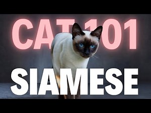 Siamese Cat 101 - Everything You Need To Know - Is It the Right Cat for You?