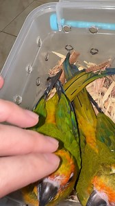 40K views · 947 reactions | Sun Conure Parrot | Mc Kelly Ang | Facebook