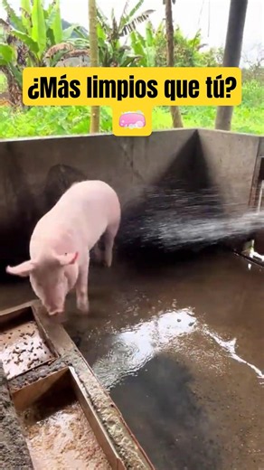 Top animals that love to be clean 🚿 #wildlife #animals #funfacts