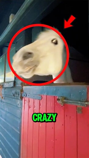 Top 5 Crazy Dangerous Horses