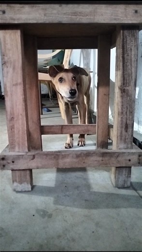 🐕GOOD BOY🐕#puppy #puppytraining #dogtraining #dogtrainer #dogtricks #pettraining #petlover #love