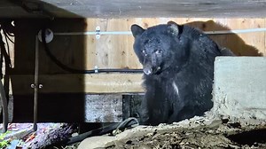 B.C. homeowners discover bear living under their home