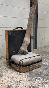 232K views · 11K reactions | Happy World Giraffe Day! Taking care of...