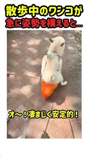 【衝撃の笑劇】散歩中のワンコが急に姿勢を構えると...アレが!!! #いぬ #犬 #ワンコ #犬動画 #犬のいる暮らし #面白い #面白動画 #かわいい #カワイイ #shorts #柴犬 #シバ