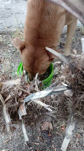 disgustado un caldito para el frío mi kapo #musica #naturaleza #plantas #ㅇyㅇ #eljugueterodelaesme