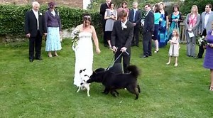 Dog Vs Bride