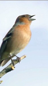 18K views · 733 reactions | Singing common Chaffinch 拾拾 #bird #nature #sound #singing | Okicau | Facebook
