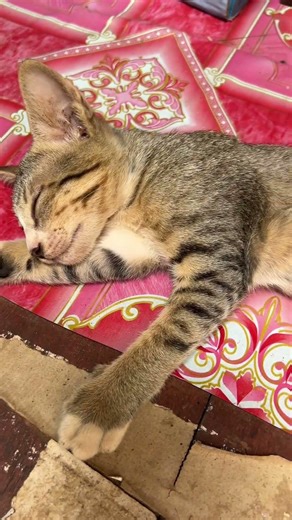 From Puppy to Pro Tha 30 Day Cat Training Bootcamp That Actually Works.#funny #cat #memes