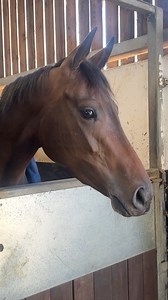 16K views · 940 reactions | Such a beautiful face - meet Pom Pom ( Madame Pomone)  | Philip Kirby Racing | Facebook