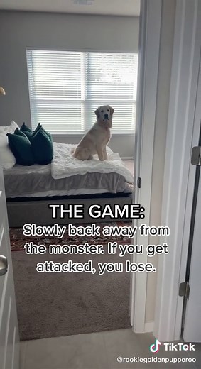 Adorable 9-Month-Old Golden Retriever Game