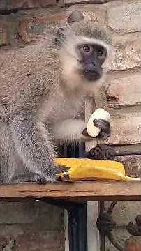 Crunchy ASMR Eating Baby Monkey Lollipop Having A Food Orgy! Crisp Lip Smacking And Slurping #asmr