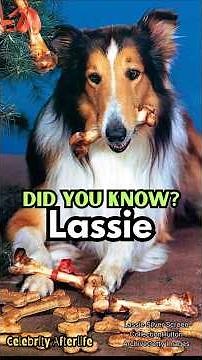 The SHOCKING Truth About Lassie's REAL Gender