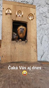 Ftačkareň VR zoo Klokočina | Ftačkareň VR zoo