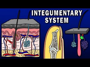 INTEGUMENTARY SYSTEM OVERVIEW - Skin, Hair, Nails, Sweat and Sebaceous Glands, etc.
