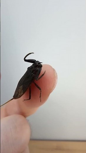 He can live in your pool! The dreaded water scorpion.