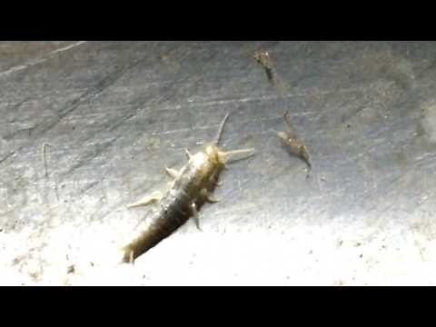 【生き物・昆虫】紙を食べる虫 紙魚 ～シミとよみます。～