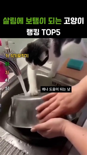 Top 5 Household Helpful Cats