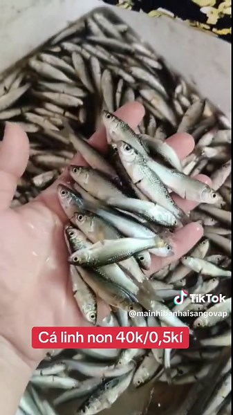 Khám Phá Cá Linh - Đặc Sản Miền Tây