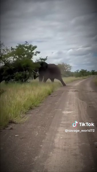 Elephants: Majestic Giants of the Savanna