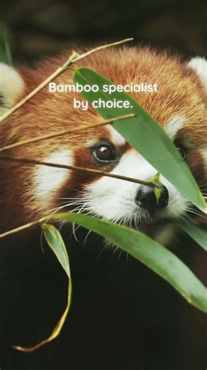 Red Pandas Eat 20,000 Bamboo Leaves a Day