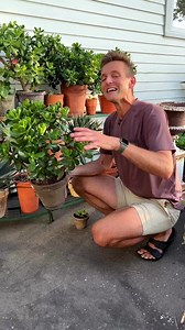 141K views · 4.8K reactions | When it comes to succulents, there’s an easy way to get free plants! You simply break off a portion of the plant, repot it in another container, and within months, you’ll have a healthy new plant. Talk about a real money saver! #succulents #planthacks #plantthis #jade | Wyse Guide | Facebook