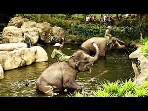 Funny Elephant Show in Singapore Zoo.
