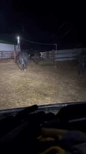 1.6M views · 16K reactions | Night check at 2:30am. I rather get the cow in before the baby comes but I missed it by 10 minutes. Luckily she was a sweet heart and let me load her calf and followed all the way to the pen without issue. Starting to spit snow and wind has picked up. But the temperature is around 32°F. | JC Farms | Facebook