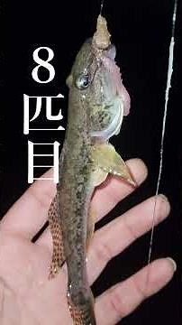 霞釣り公園！エサ、ルアーでつり！今回は夕マズメ！なにが釣れるの？次回は朝マズメを予定 #釣り