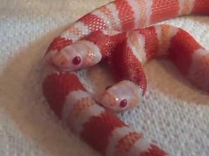MEDUSA Two-headed Albino Honduran Milksnake