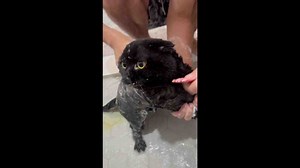 Cat turns bath cries into treat moments in Orlando, USA