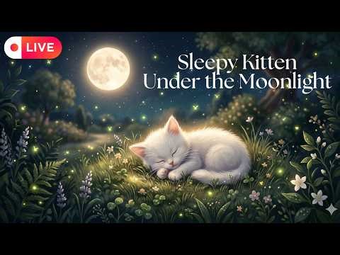 🔴 LIVE Sleepy Kitten Under the Moonlight 🌙🐱 Deep Sleep Music, Lullaby & White Noise for Babies