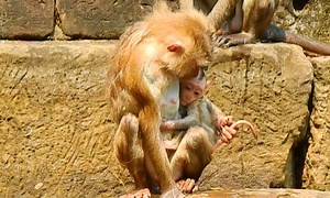 Poor tiny baby Jovi shaking cook beg mom Joyce stop bring her swimming too long | Animals JoJo Family