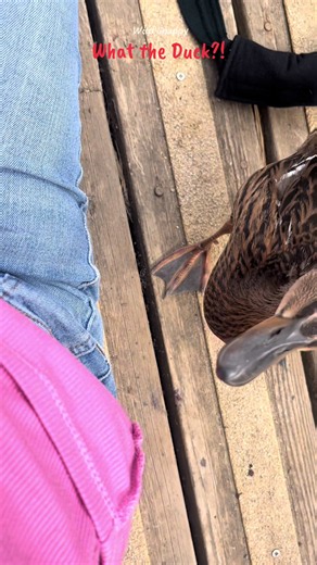 What the Duck?! Meet my new friends — duck encounter video